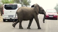 Südafrika - Kruger Nationalpark - Elefanten Roadblock &ndash; &copy; Annett Müller (Eberhardt TRAVEL)