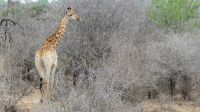 Südafrika - Kruger Nationalpark - Giraffe &ndash; &copy; Annett Müller (Eberhardt TRAVEL)