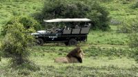Südafrika - Pirschfahrt  - Herr Löwe &ndash; &copy; Annett Müller (Eberhardt TRAVEL)