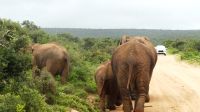 Südafrika - Pirschfahrt im Addo Elephant Park