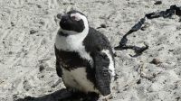 Südafrika - Simon`s Town - Boulders Beach - gut genährt &ndash; &copy; Annett Müller (Eberhardt TRAVEL)