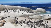 Südafrika - Simon`s Town - Boulders Beach &ndash; &copy; Annett Müller (Eberhardt TRAVEL)