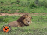 Löwe  - Foto von Donald &ndash; &copy; Annett Müller (Eberhardt TRAVEL)