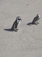 Boulders Beach &ndash; &copy; Marcus Hasselhorst (Eberhardt TRAVEL)