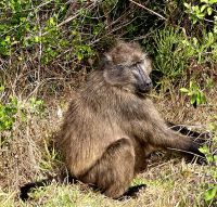 Cape National Park &ndash; &copy; Marcus Hasselhorst (Eberhardt TRAVEL)