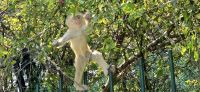 Baby Affen Spiel (3) &ndash; &copy; Marcus Hasselhorst (Eberhardt TRAVEL)
