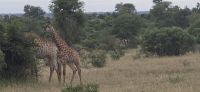 Wildtierwelten im Kruger NP (5) &ndash; &copy; Marcus Hasselhorst (Eberhardt TRAVEL)
