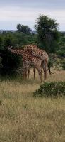 Wildtierwelten im Kruger NP (7) &ndash; &copy; Marcus Hasselhorst (Eberhardt TRAVEL)
