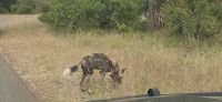 Wildtierwelten im Kruger NP (10) &ndash; &copy; Marcus Hasselhorst (Eberhardt TRAVEL)