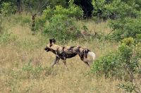 Wildtierwelten im Kruger NP (12) &ndash; &copy; Marcus Hasselhorst (Eberhardt TRAVEL)