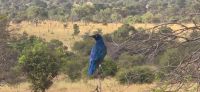 Wildtierwelten im Kruger NP (14) &ndash; &copy; Marcus Hasselhorst (Eberhardt TRAVEL)