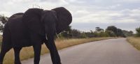 Wildtierwelten im Kruger NP (16) &ndash; &copy; Marcus Hasselhorst (Eberhardt TRAVEL)