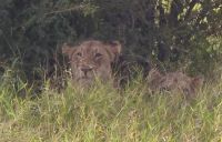 Wildtierwelten im Kruger NP (18) &ndash; &copy; Marcus Hasselhorst (Eberhardt TRAVEL)