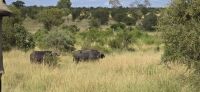 Wildtierwelten im Kruger NP (21) &ndash; &copy; Marcus Hasselhorst (Eberhardt TRAVEL)