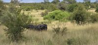 Wildtierwelten im Kruger NP (22) &ndash; &copy; Marcus Hasselhorst (Eberhardt TRAVEL)