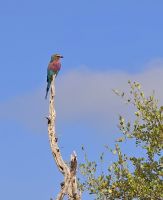 Wildtierwelten im Kruger NP (24) &ndash; &copy; Marcus Hasselhorst (Eberhardt TRAVEL)
