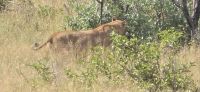 Wildtierwelten im Kruger NP (31) &ndash; &copy; Marcus Hasselhorst (Eberhardt TRAVEL)