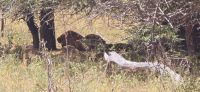 Wildtierwelten im Kruger NP (33) &ndash; &copy; Marcus Hasselhorst (Eberhardt TRAVEL)