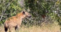 Wildtierwelten im Kruger NP (35) &ndash; &copy; Marcus Hasselhorst (Eberhardt TRAVEL)