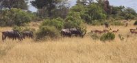 Wildtierwelten im Kruger NP (36) &ndash; &copy; Marcus Hasselhorst (Eberhardt TRAVEL)