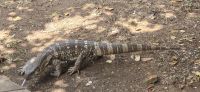 Wildtierwelten im Kruger NP (40) &ndash; &copy; Marcus Hasselhorst (Eberhardt TRAVEL)