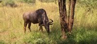 Wildtierwelten im Kruger NP (43) &ndash; &copy; Marcus Hasselhorst (Eberhardt TRAVEL)