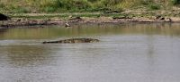 Wildtierwelten im Kruger NP (46) &ndash; &copy; Marcus Hasselhorst (Eberhardt TRAVEL)