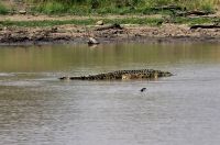 Wildtierwelten im Kruger NP (47) &ndash; &copy; Marcus Hasselhorst (Eberhardt TRAVEL)