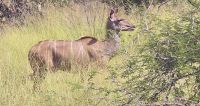 Wildtierwelten im Kruger NP (48) &ndash; &copy; Marcus Hasselhorst (Eberhardt TRAVEL)