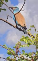 Wildtierwelten im Kruger NP (50) &ndash; &copy; Marcus Hasselhorst (Eberhardt TRAVEL)