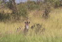 Wildtierwelten im Kruger NP (53) &ndash; &copy; Marcus Hasselhorst (Eberhardt TRAVEL)