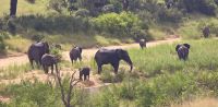 Wildtierwelten im Kruger NP (54) &ndash; &copy; Marcus Hasselhorst (Eberhardt TRAVEL)