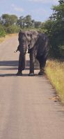 Wildtierwelten im Kruger NP (55) &ndash; &copy; Marcus Hasselhorst (Eberhardt TRAVEL)
