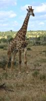 Wildtierwelten im Kruger NP (56) &ndash; &copy; Marcus Hasselhorst (Eberhardt TRAVEL)