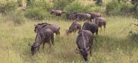 Wildtierwelten im Kruger NP (59) &ndash; &copy; Marcus Hasselhorst (Eberhardt TRAVEL)