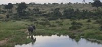 Tierwelten im KrugerNP (3) &ndash; &copy; Marcus Hasselhorst (Eberhardt TRAVEL)