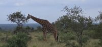 Tierwelten im KrugerNP (4) &ndash; &copy; Marcus Hasselhorst (Eberhardt TRAVEL)