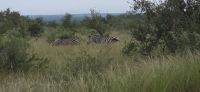 Tierwelten im KrugerNP (6) &ndash; &copy; Marcus Hasselhorst (Eberhardt TRAVEL)