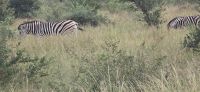 Tierwelten im KrugerNP (7) &ndash; &copy; Marcus Hasselhorst (Eberhardt TRAVEL)