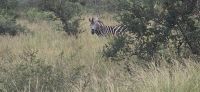 Tierwelten im KrugerNP (8) &ndash; &copy; Marcus Hasselhorst (Eberhardt TRAVEL)