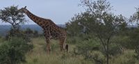 Tierwelten im KrugerNP (9) &ndash; &copy; Marcus Hasselhorst (Eberhardt TRAVEL)