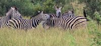 Tierwelten im KrugerNP (12) &ndash; &copy; Marcus Hasselhorst (Eberhardt TRAVEL)