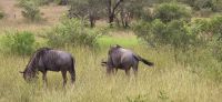 Tierwelten im KrugerNP (14) &ndash; &copy; Marcus Hasselhorst (Eberhardt TRAVEL)