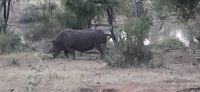 Prideland Safari (1) &ndash; &copy; Marcus Hasselhorst (Eberhardt TRAVEL)