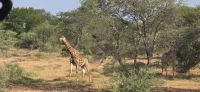 Prideland Safari (7) &ndash; &copy; Marcus Hasselhorst (Eberhardt TRAVEL)