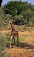Prideland Safari (9) &ndash; &copy; Marcus Hasselhorst (Eberhardt TRAVEL)