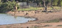 Prideland Safari (12) &ndash; &copy; Marcus Hasselhorst (Eberhardt TRAVEL)