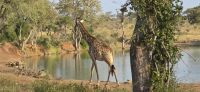 Prideland Safari (13) &ndash; &copy; Marcus Hasselhorst (Eberhardt TRAVEL)