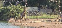 Prideland Safari (14) &ndash; &copy; Marcus Hasselhorst (Eberhardt TRAVEL)