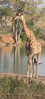 Prideland Safari (15) &ndash; &copy; Marcus Hasselhorst (Eberhardt TRAVEL)